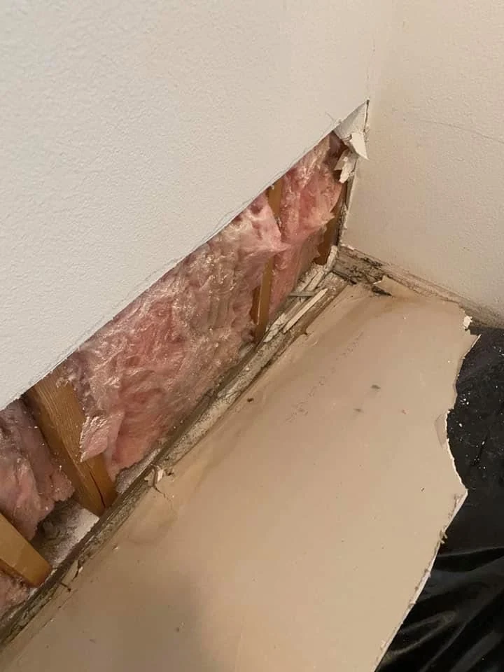 Wall cavity inspection for hidden mold and moisture