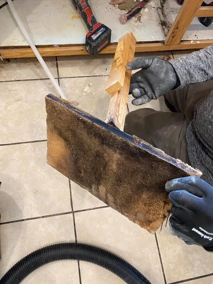 Removal of mold affected building materials during abatement