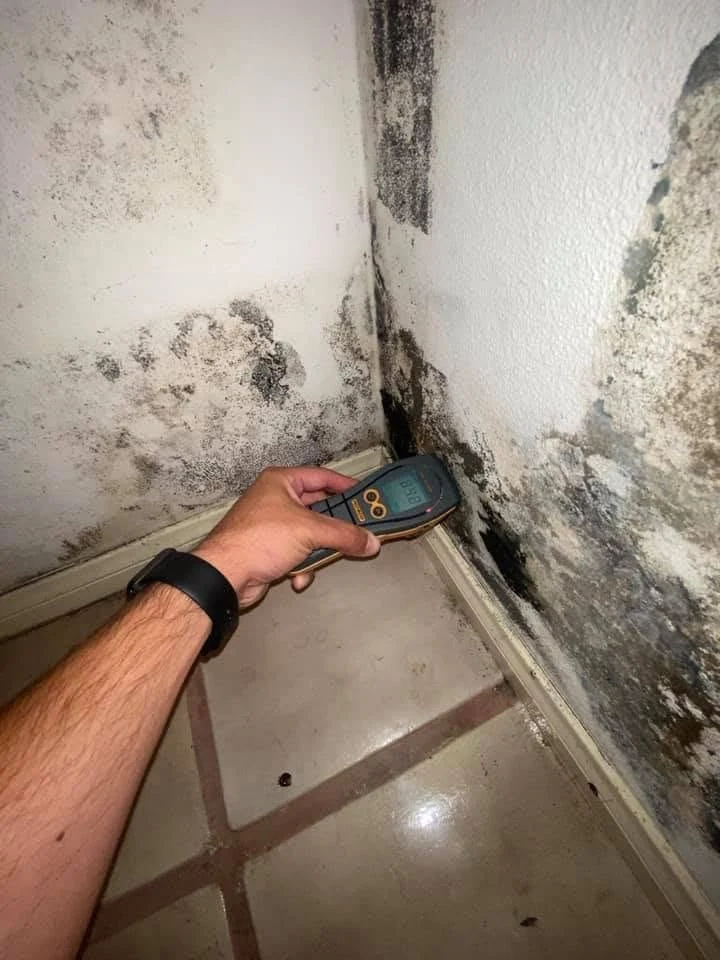 Moisture inspection for mold in Montclair
