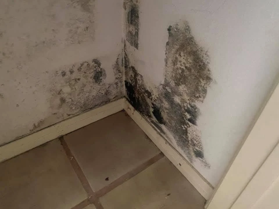 Visible mold and moisture damage on wall corner